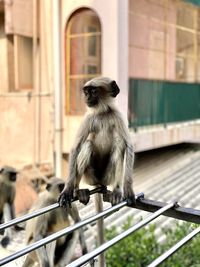 Monkey on metal at zoo