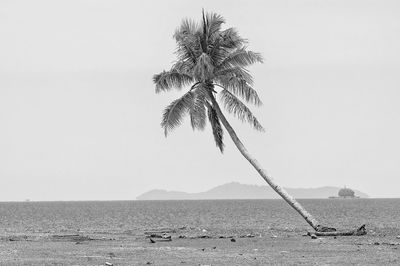 Scenic view of palm tree in sea against clear sky