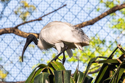 Low angle view of bird perching on branch