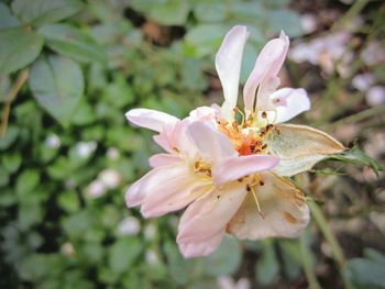 Close-up of white pink flower