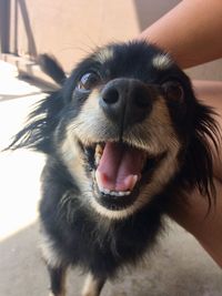 Close-up of dog sticking out tongue