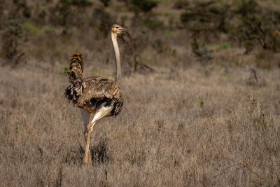 Female common ostrich stands in sunlit savannah