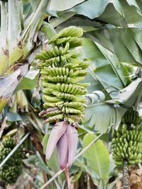 Close-up of fruits growing on plant