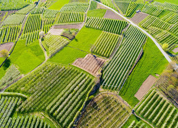 High angle view of green farm