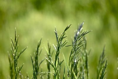 Close-up of grass growing in field