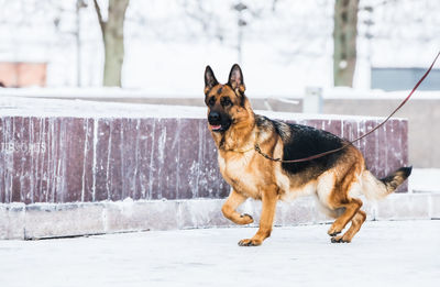 Portrait of a dog in snow