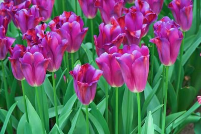 Close-up of pink tulips