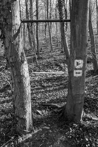 Low section of man against trees