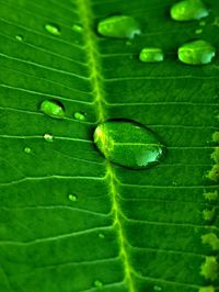 Close-up of wet leaves