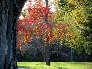 Trees in a park