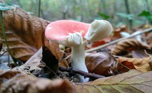 Close-up of mushrooms