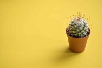 Close-up of small cactus flower pot