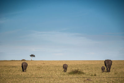 Elephants on grassy field