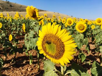 Close-up of sunflower in field