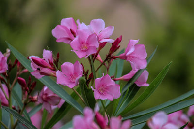 Close-up of pink flowering plant