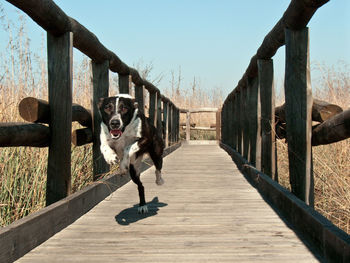 Dog on bridge against clear sky