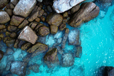 High angle view of turtle swimming in sea