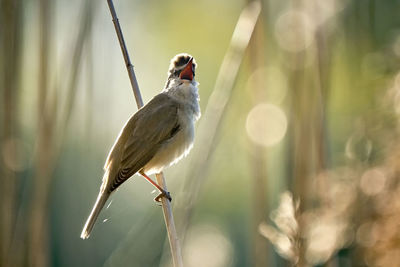 Close-up of bird perching on plant