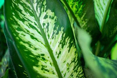 Close-up of fresh green leaves