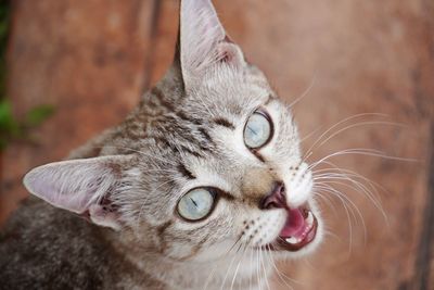 Stray cat meowing at cameraman