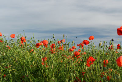 Close-up of poppies blooming on field against sky