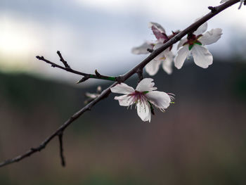 Close-up of cherry blossoms in spring