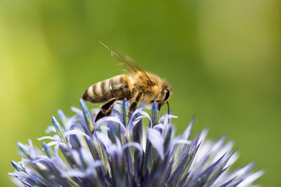 Close-up of bee on flower