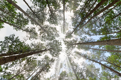 Low angle view of trees in forest