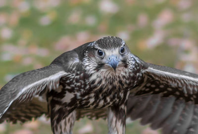 Close-up portrait of owl