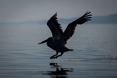 Bird flying over lake