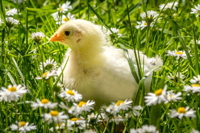 Close-up of a bird on field