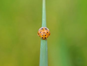 Close-up of ladybug on grass