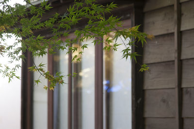 Close-up of plant