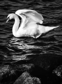 Swan swimming in sea