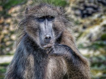 Close-up portrait of a chacma baboon