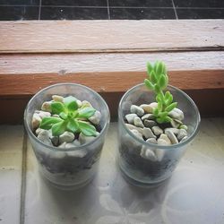 High angle view of potted plant on table