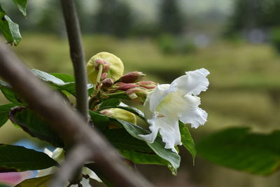 Close-up of white flowering plant
