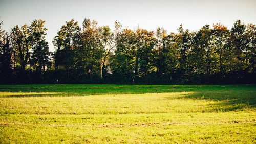 Scenic view of trees on field against sky