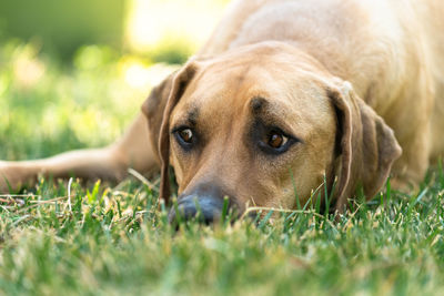 Close-up portrait of dog lying on grass