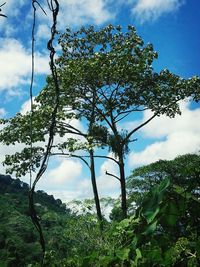 Low angle view of trees against sky