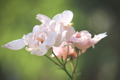 Close-up of flowers