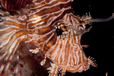 Close-up of flowers against blurred background