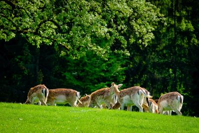 Fallow deer