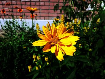 Close-up of yellow flower blooming in park on sunny day