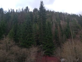 Pine trees in forest against sky