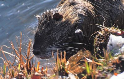 Close-up of animal drinking water