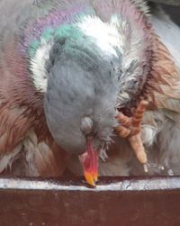 Close-up of bird perching outdoors