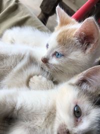 Close-up portrait of a cat