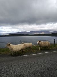 View of sheep on road against cloudy sky