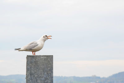 Seagull perching on wooden post